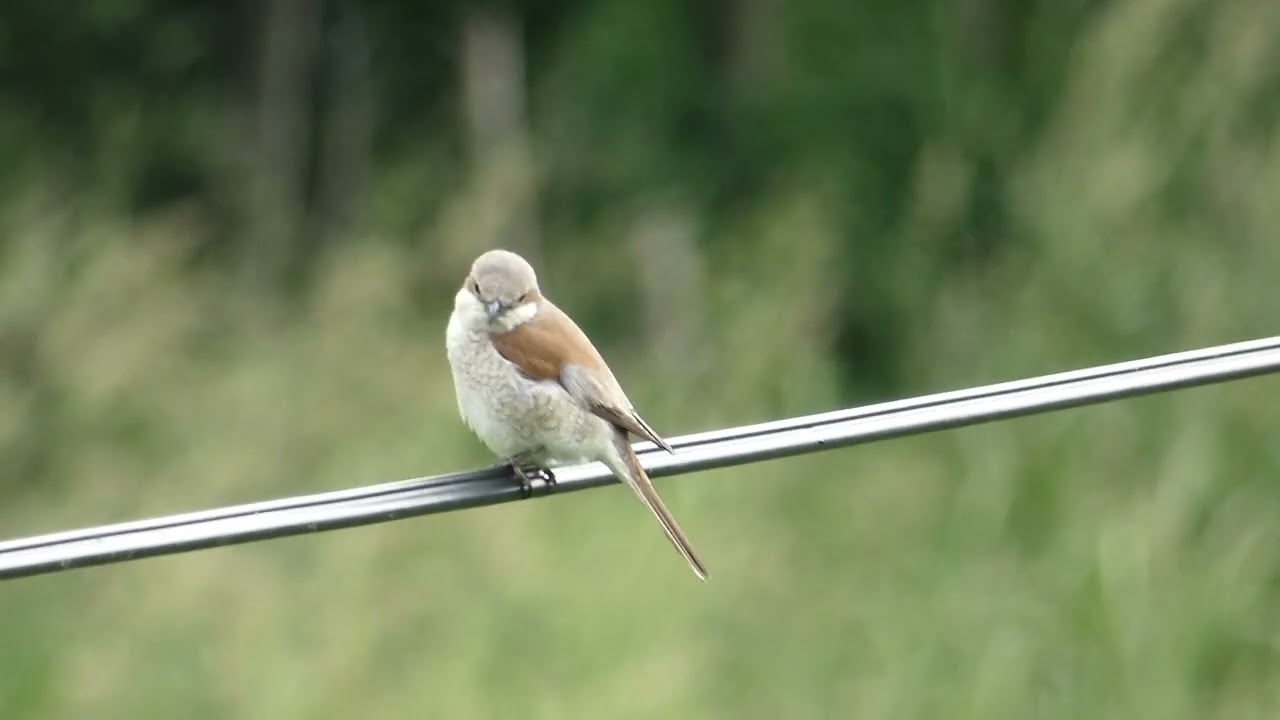 GĄSIOREK (Lanius collurio) Radków 2021 r.