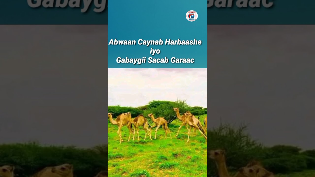 Abwaan caynab harbaashe (Gabaygii ugu cuslaa abid FADLAN nagu soo biir