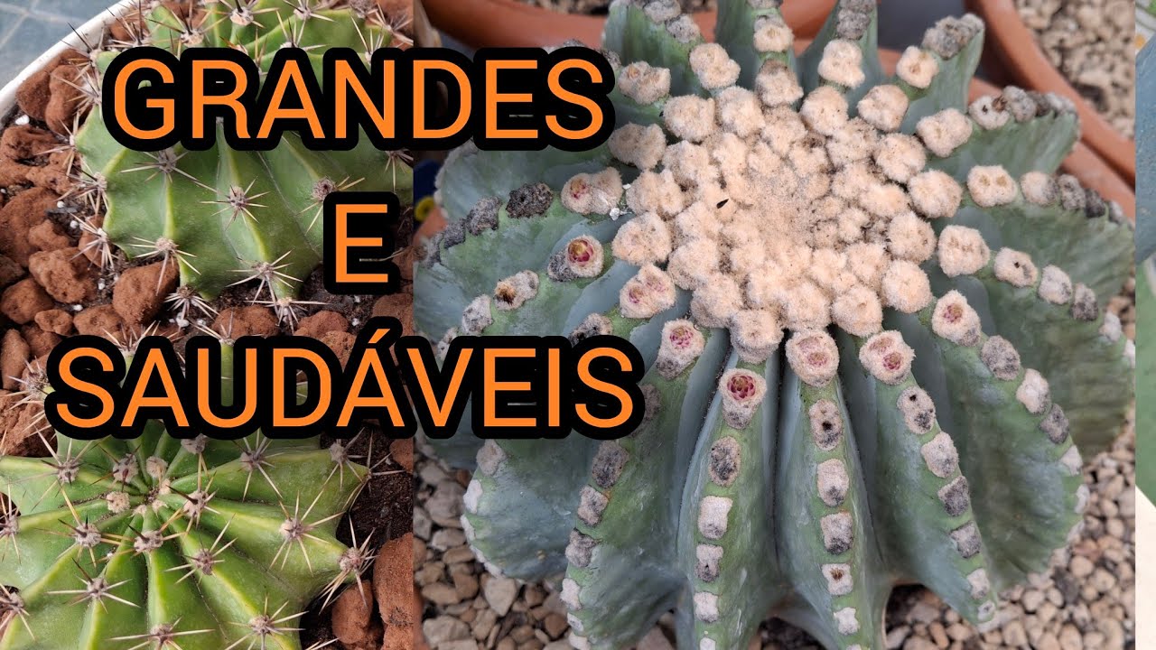 DICAS PRA DEIXAR SEUS ECHINOPSIS BEM GRANDES E FLORESCEREM MUITO + REPLANTE DE CACTOS ESPINHUDOS
