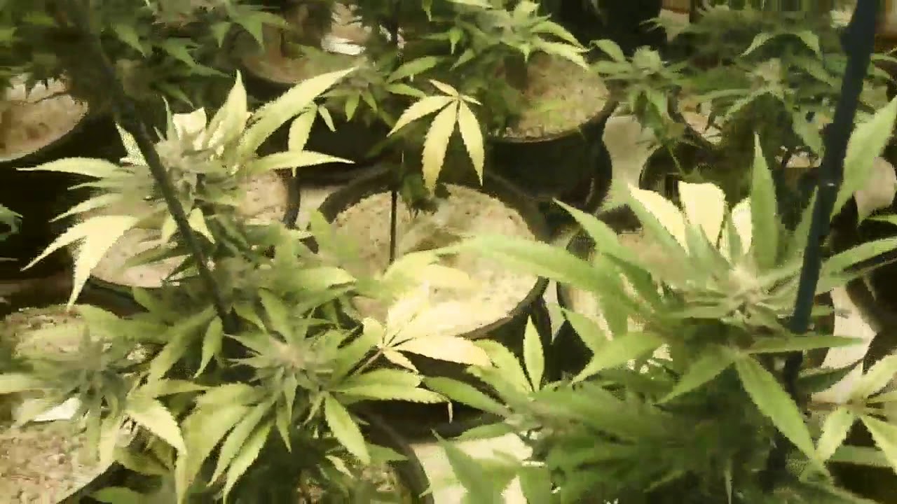 WeedMd  Ultra
