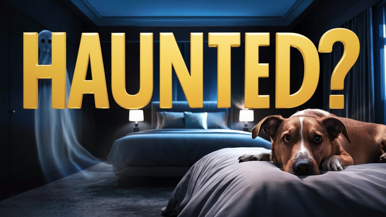 Do DOGS Dream! Unveiling the Secrets! 