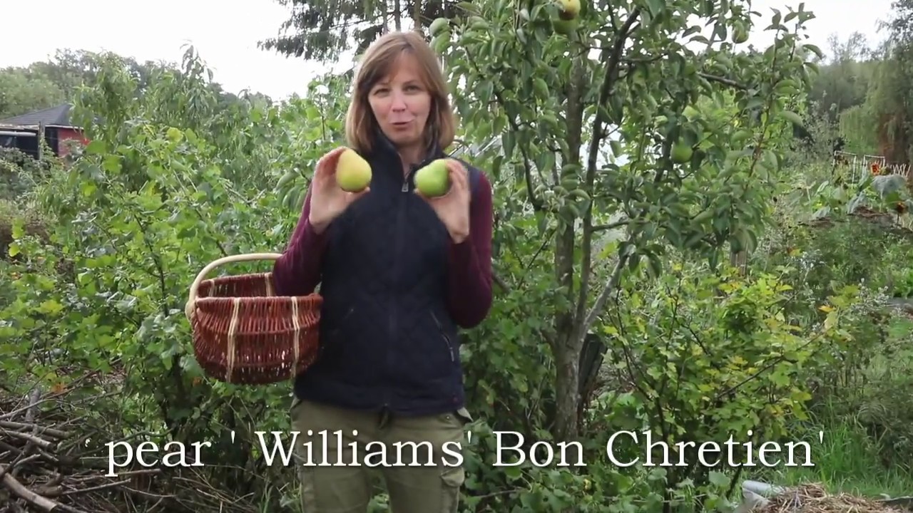 3 heirloom pears