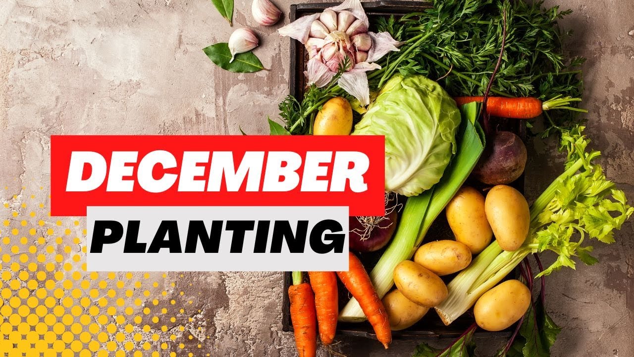Декабрьские культуры для посадки - огород процветает зимой