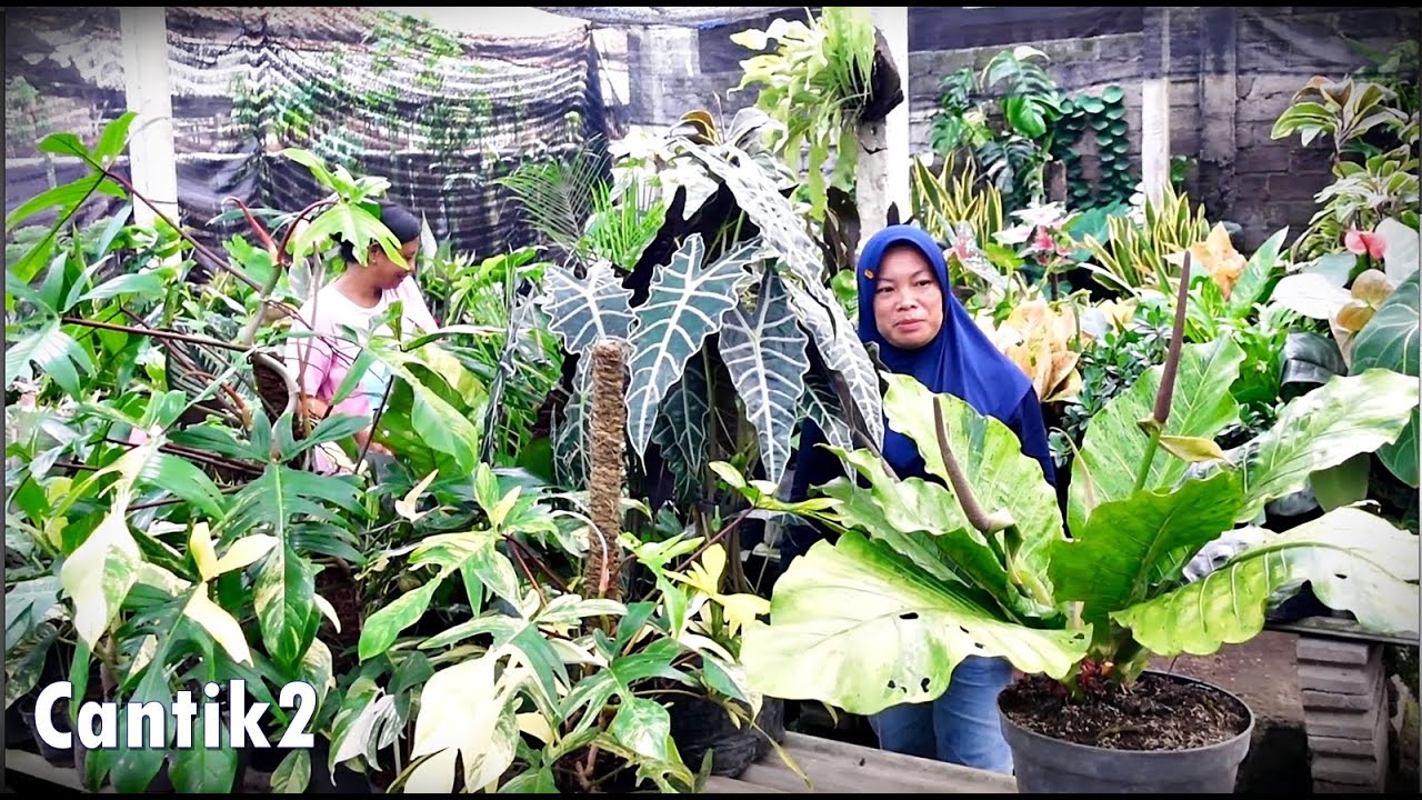 Stok Tanhis Seger2 Cantik2 Sehat Sentosa Josh2