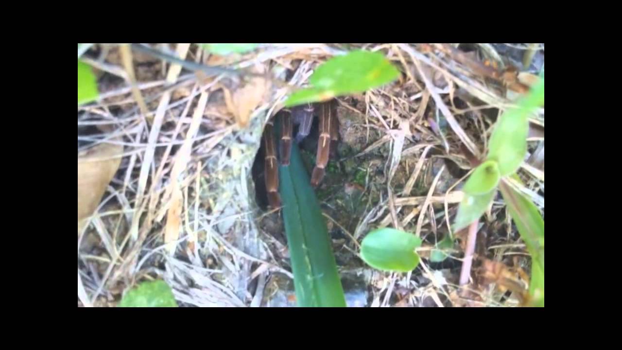 Tarantula Tickling II