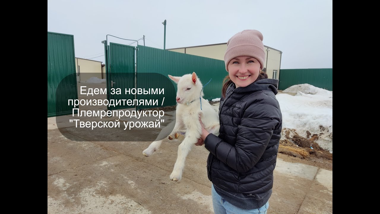 Новые производители / Племрепродуктор романовских овец 