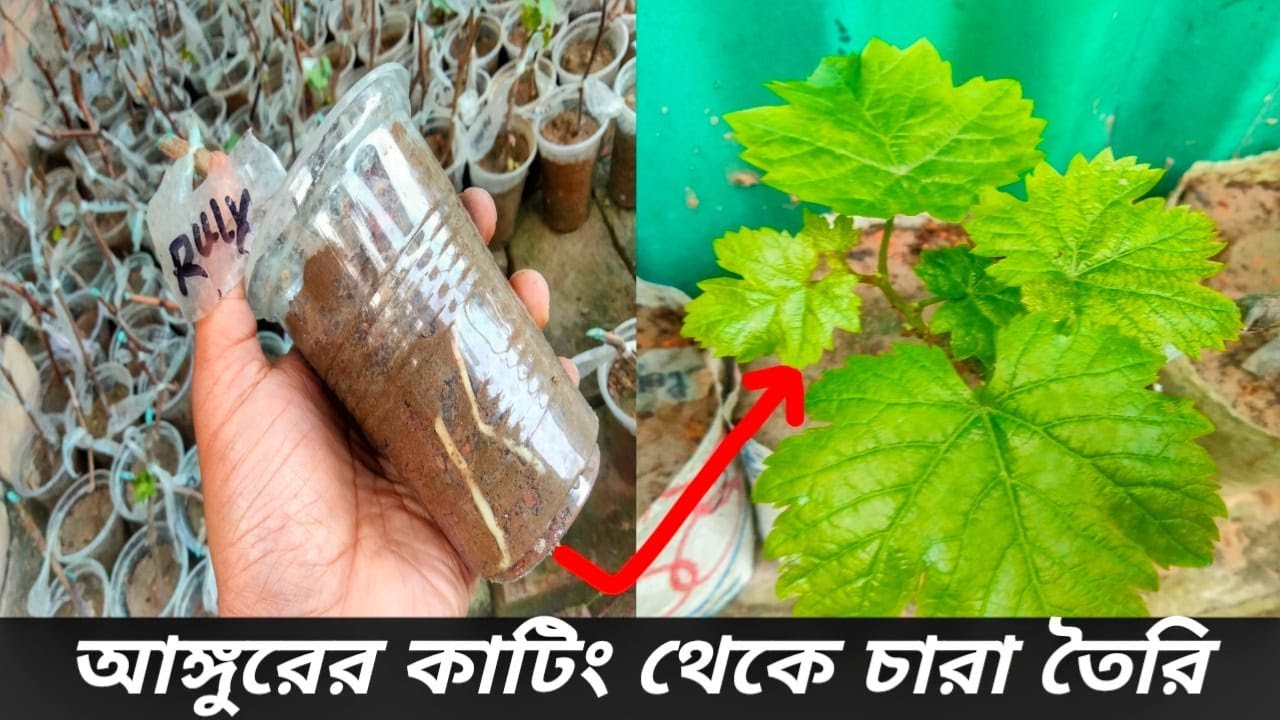 আঙ্গুরের কাটিং থেকে চারা তৈরি । Grow Grape from cutting । Angur chara toiri
