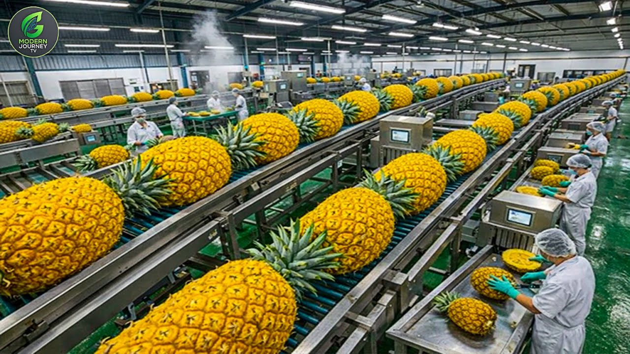 Inside a Modern Dried Pineapple Factory: How Delicious Dried Pineapple Is Made (Full Process)