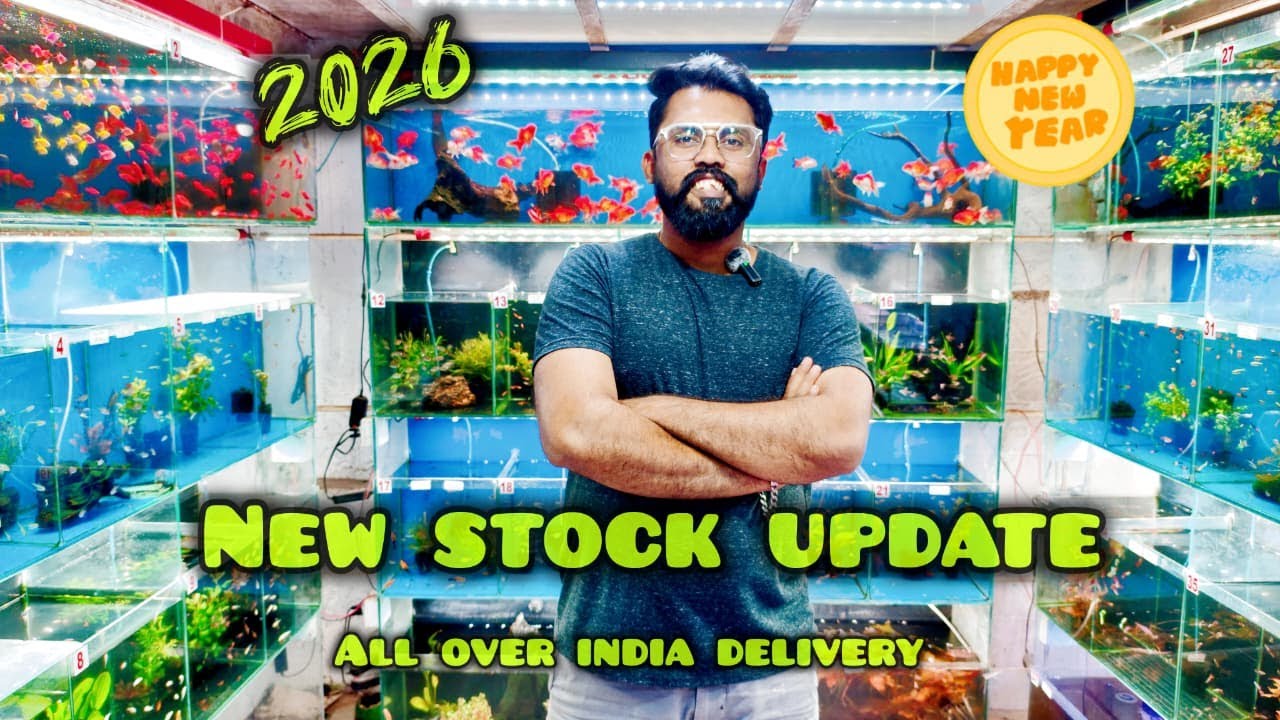 Massive New Fish & Aquatic Plants Stock Update 2026 🐠🌿 | Fins And Feathers Aquaria Mumbai