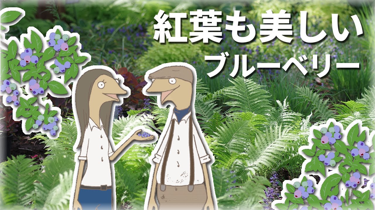 ブルーベリーの育て方や特徴を紹介するアニメ【庭植物編-33】