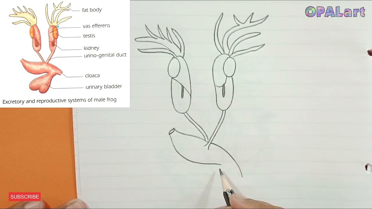 Urino-genital system of male frog diagram
