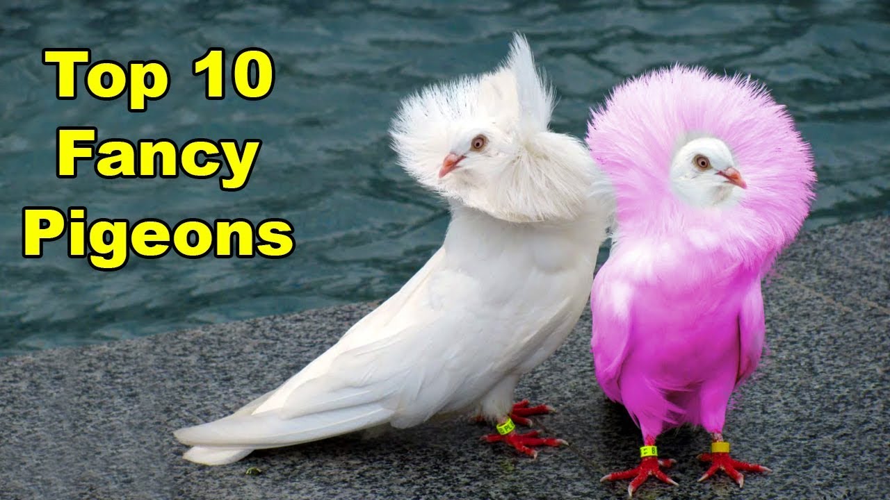 दुनिया में 10 सबसे खूबसूरत कबूतर | 10 Most Beautiful Pigeons In The World |Stunningly Beautiful Bird