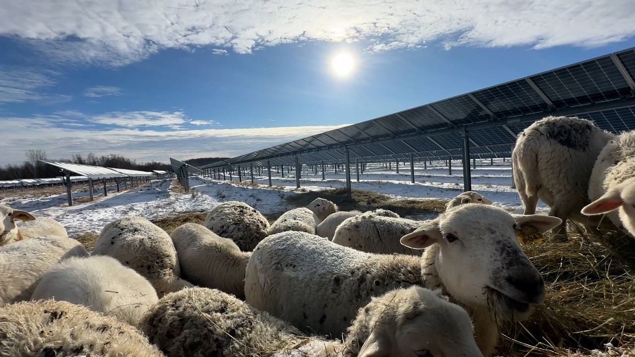 REGENERATIVE JANUARY THAW'TS - Mark Lewis Shepard, The Solar Shepherd