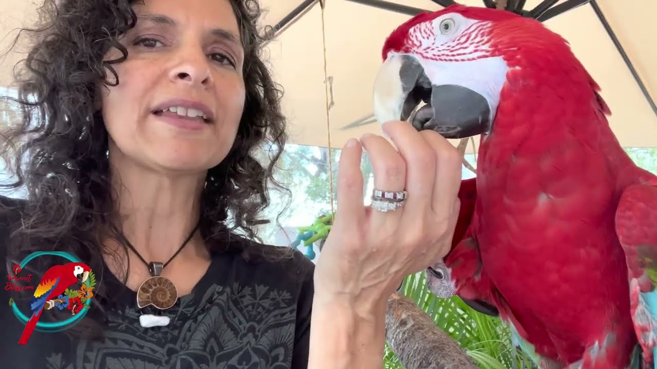Parrot Body Language: Showing Love | 