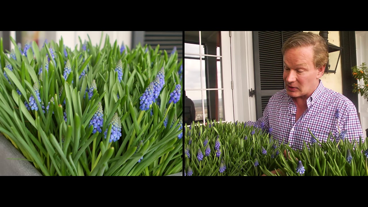 Small Bulbs, Big Impact (Grape Hyacinth)