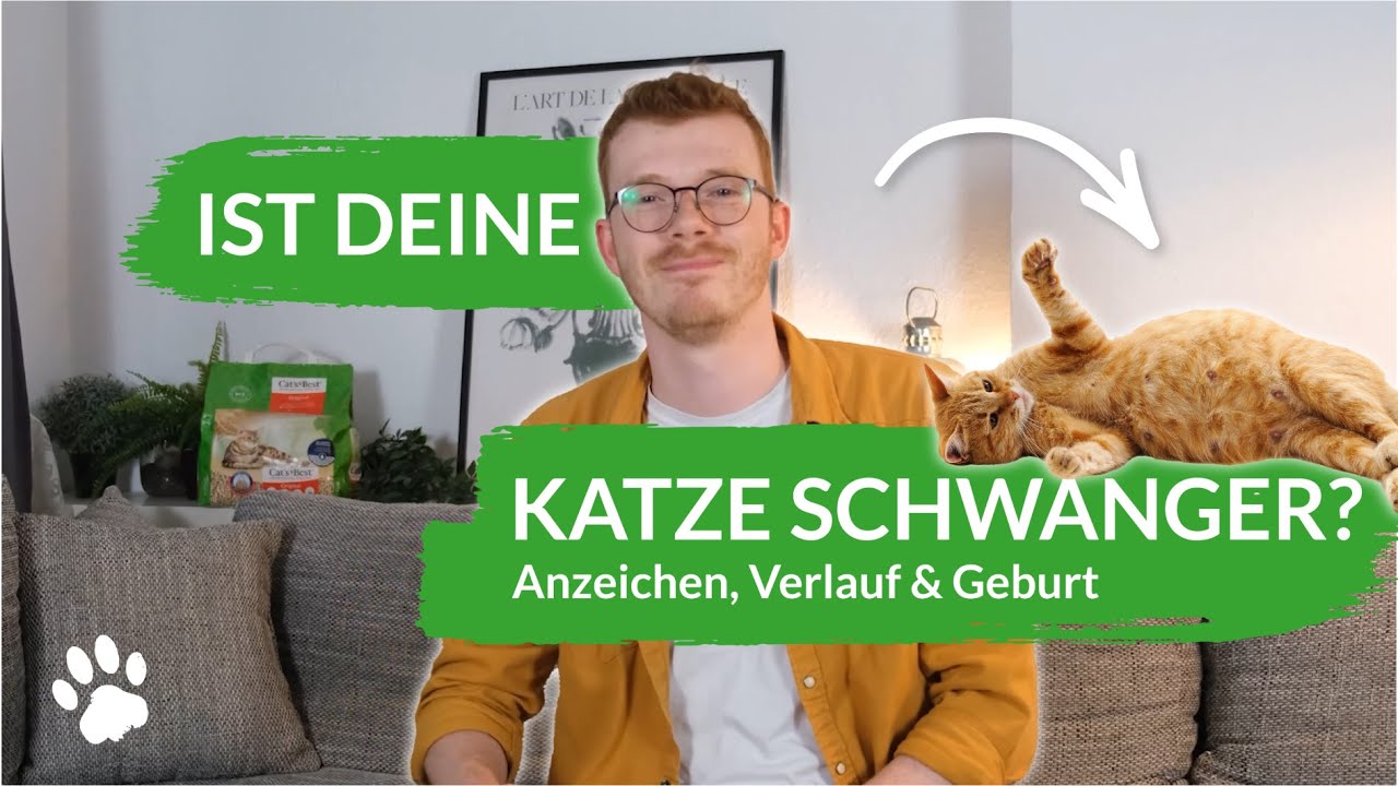 Ist deine Katze schwanger? Anzeichen, Verlauf & Geburt