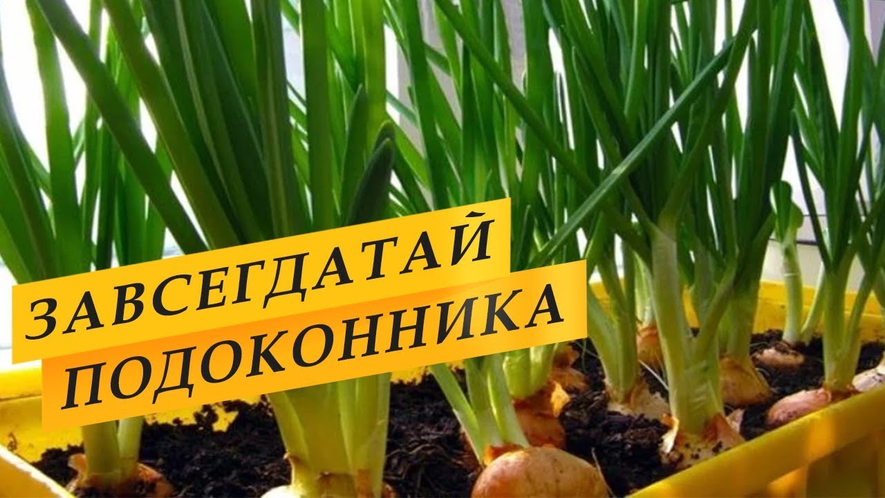 Выращивание зеленого лука дома на подоконнике.