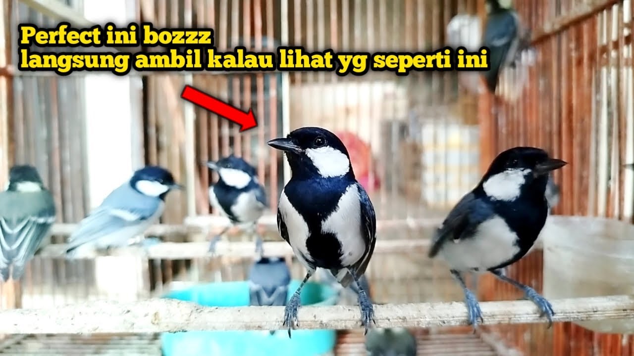TIPS MEMILIH GELATIK BATU OMBYOKAN SUPAYA DAPET YANG BAGUS DAN BISA WUCIT2 PANJANG‼️