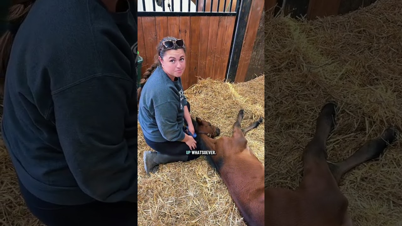 Daily dose of Benedict 🤎#KVS #katievanslyke #foal #horses #horsegirl #vet #veterinarian