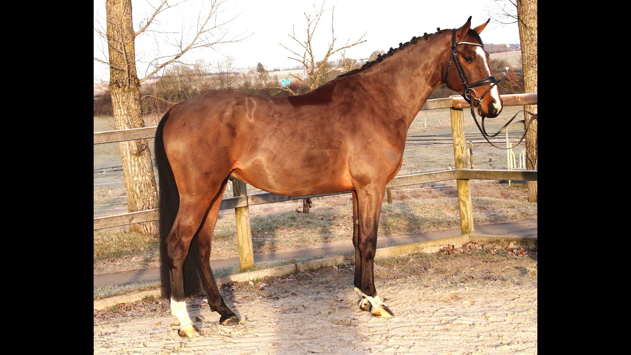 Zuccino von Worrenberg, W, Holst, geb. 5.21, 168 cm, Zuccero x Lamaze, bildschöner Sportler