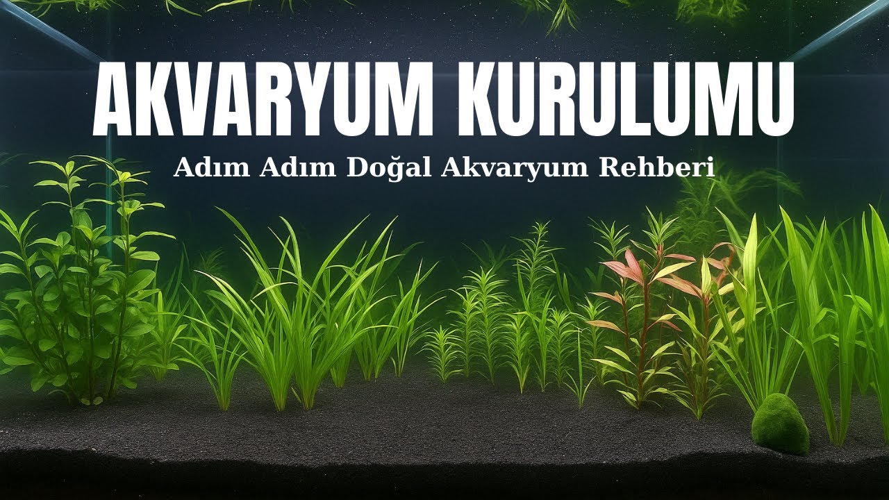 Sıfırdan Doğal Akvaryum Kurulumu | Filtre Yok, Doğa Var!