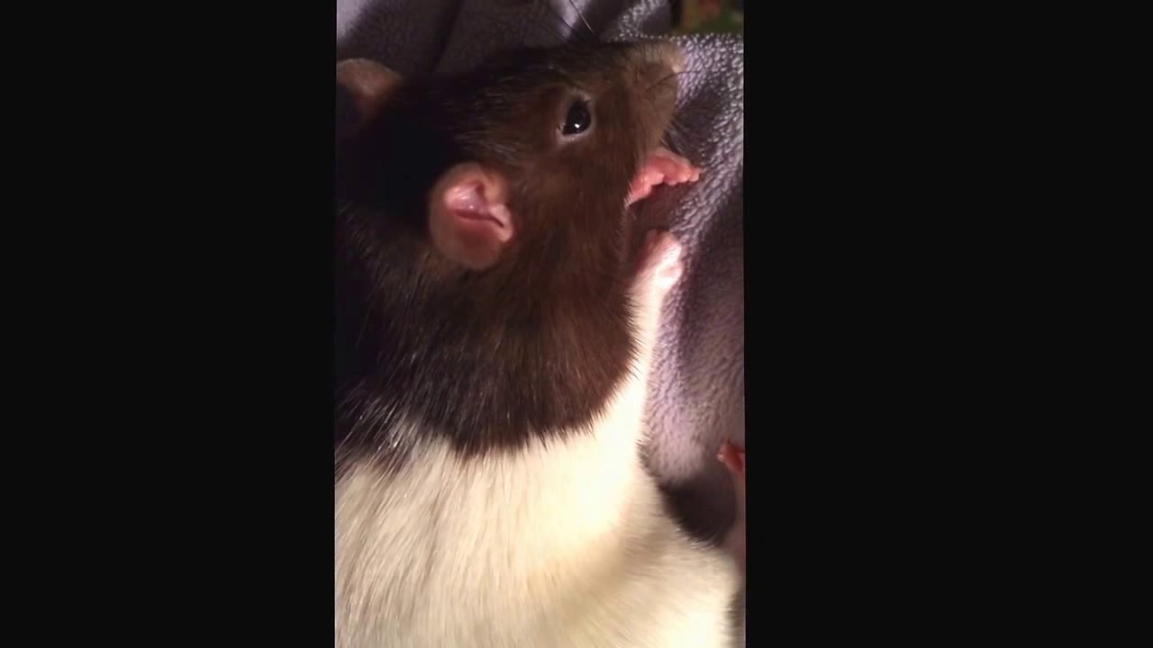 Rat enjoying human warmth :)