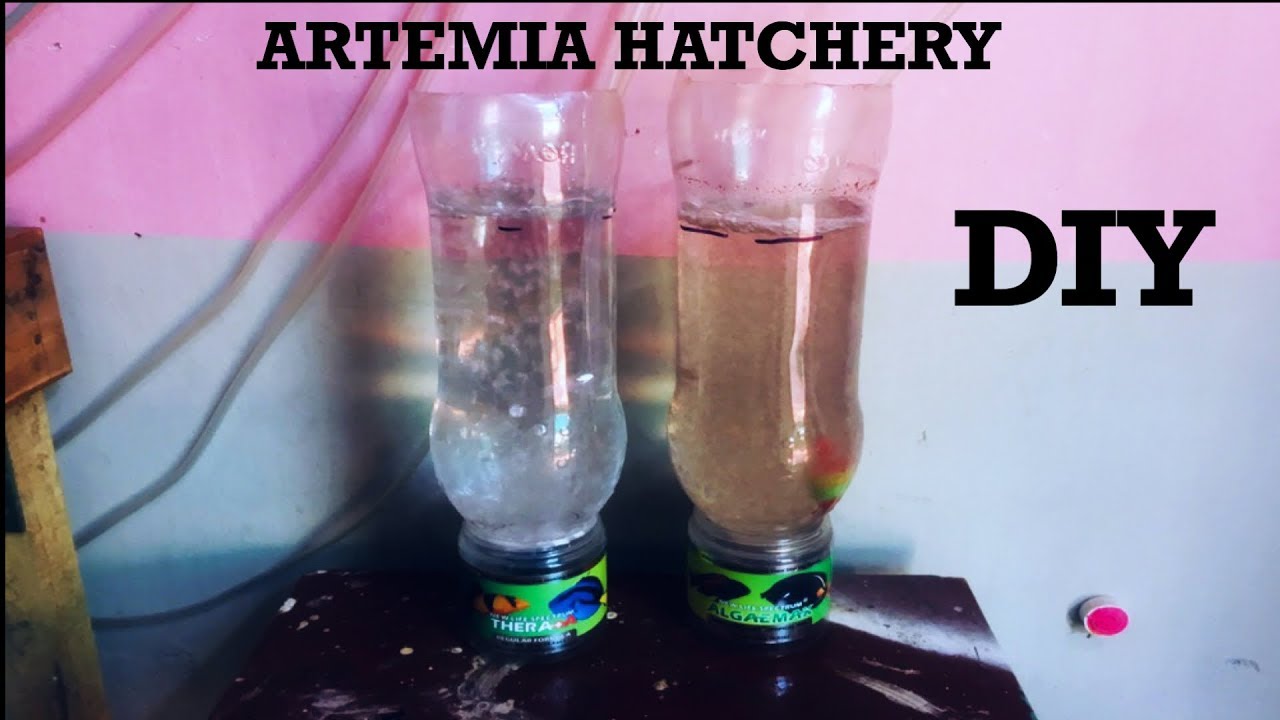 ARTEMIA HATCHERY | CICHLIDS FRY FOOD | DIY