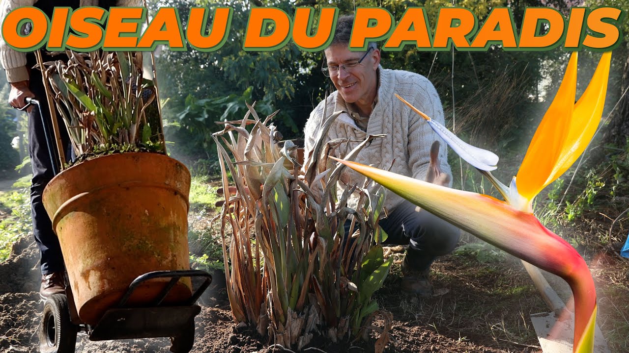 JE TRANSPLANTE UN STRELITZIA DANS LE JARDIN (OISEAU DE PARADIS) - Que Faire Dans Mon Jardin ?