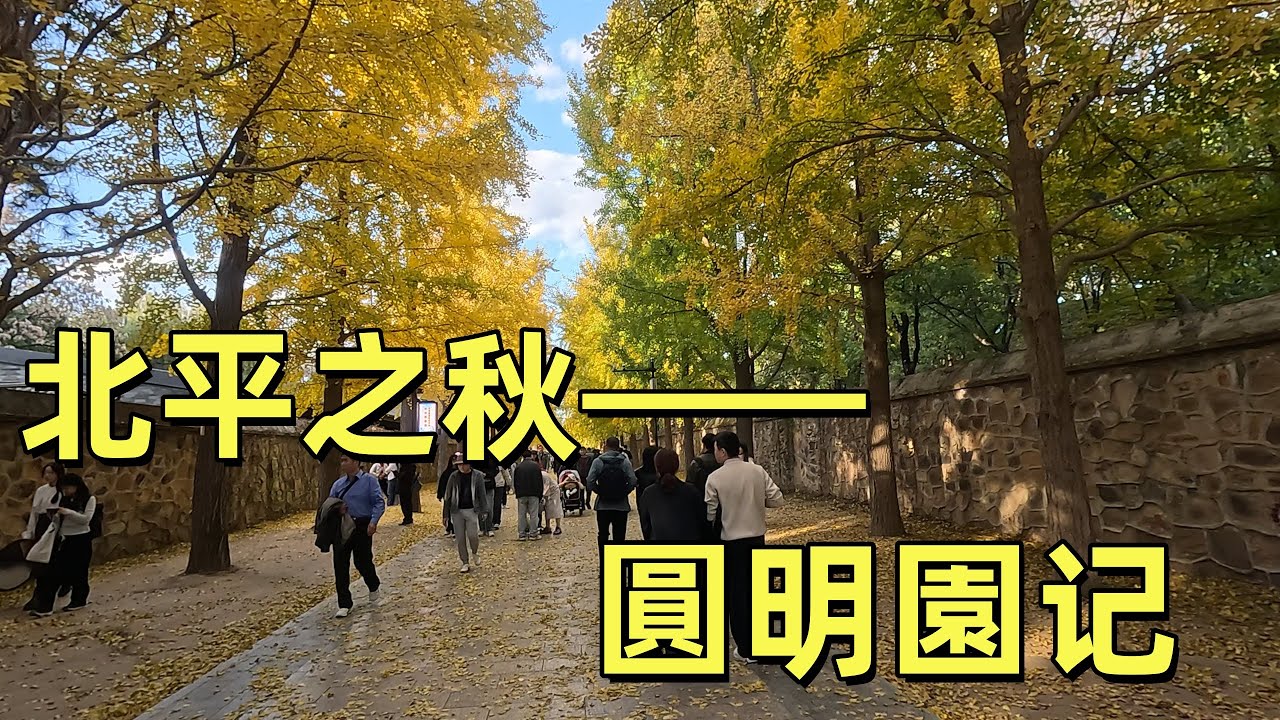 北平之秋，圓明園記｜在金色銀杏雨中，走過百年遺址的滄桑與浪漫