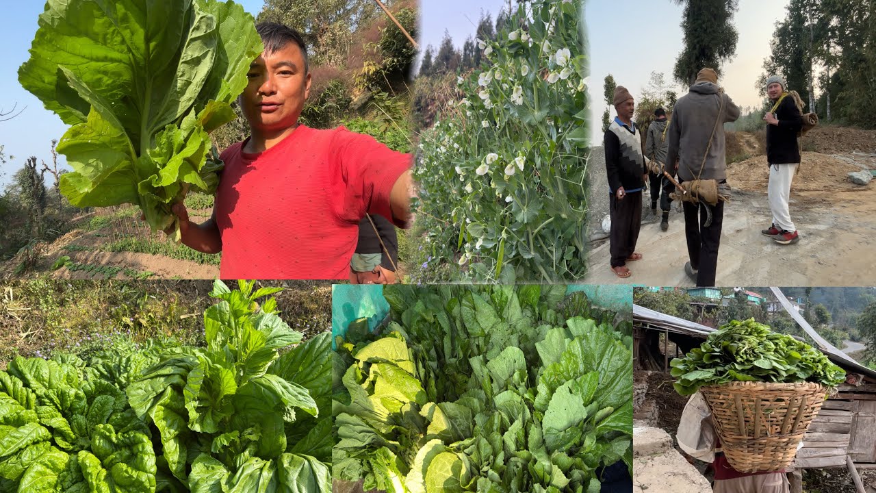 Broom Ko Kam Dhama Dham Organic Rayo Ko Saag Kati Dami || Rural Life In Village Vlog ||