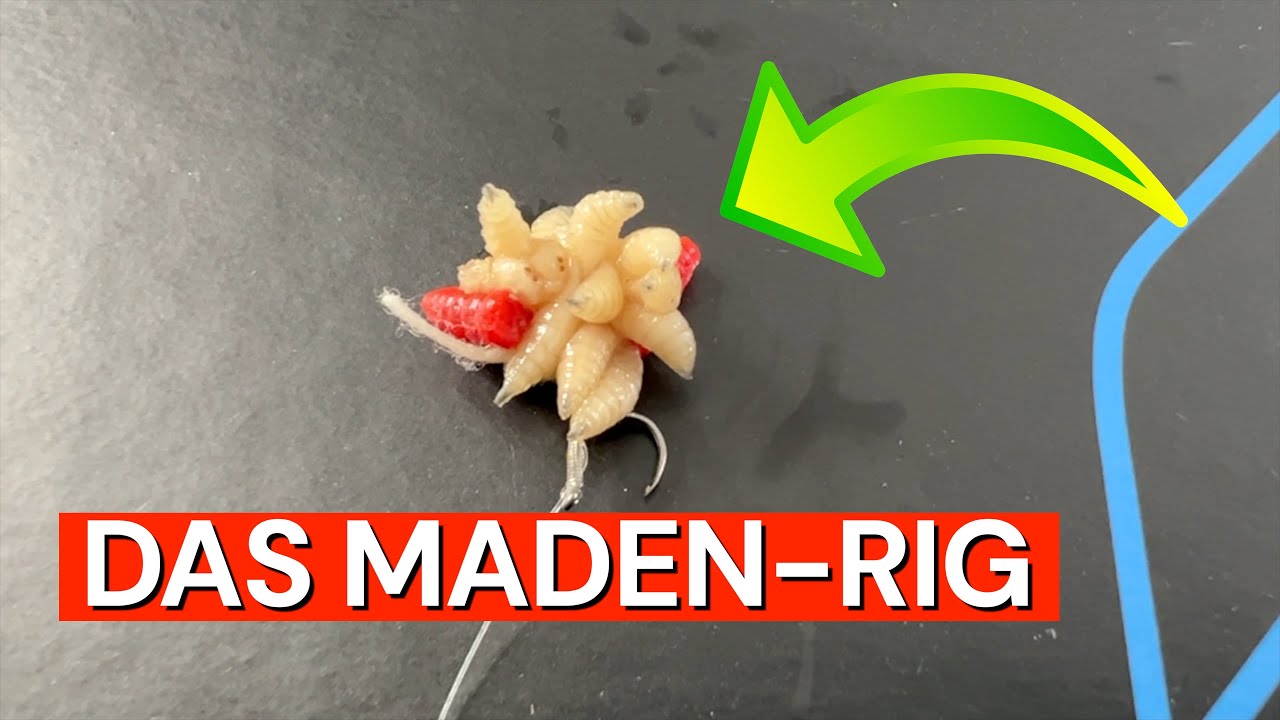 DAS MADEN  RIG! RIG FÜR GROSSE FISCHE