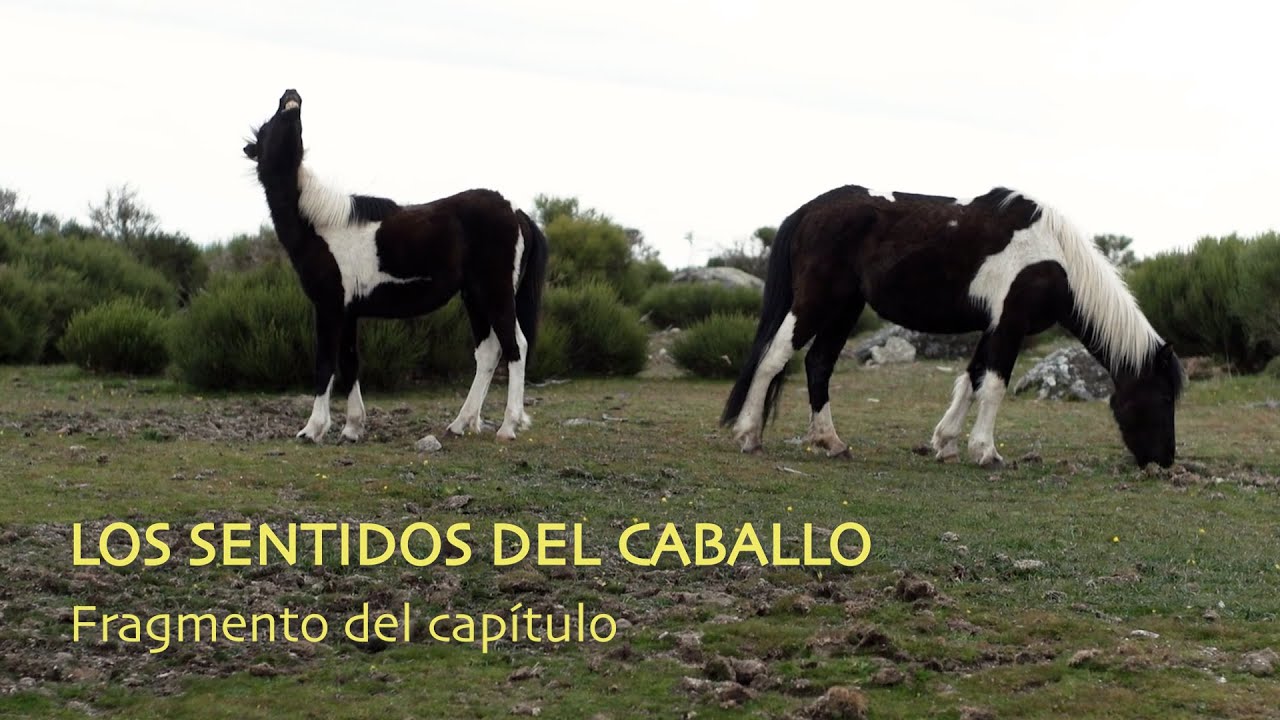 Los Sentidos del Caballo | Fragmento de Etología Equina