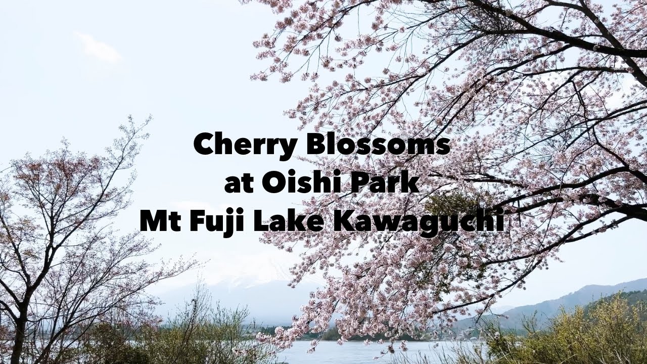 Cherry blossoms at Oishi Park. Mount Fuji