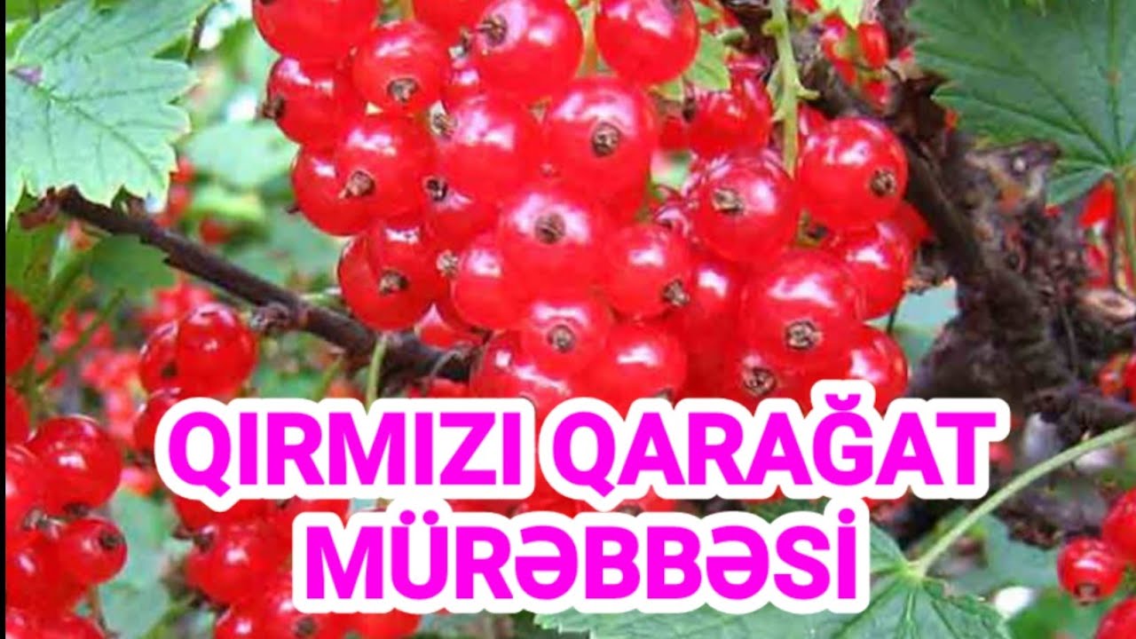 🔴 QIRMIZI QARAGAT MUREBBESININ HAZIRLANMASI 🔴🔴🔴