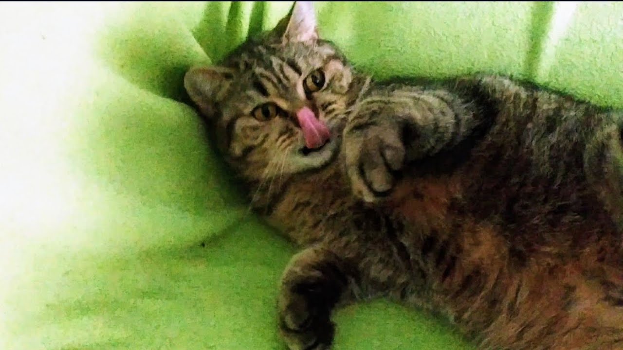 Cats are curious, but hate to admit it.#lusi #cute
