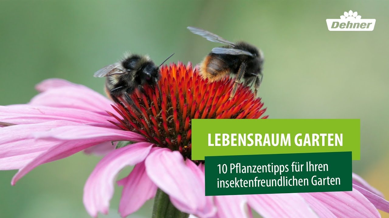 💐 10 Pflanzen für einen insektenfreundlichen Garten 🐝 Schmetterlings- & Bienenfreundlich 🦋