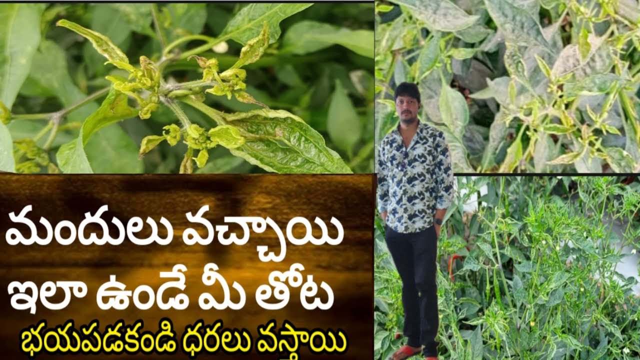 #మిరప లో #ఎర్ర #నల్లి కి #త్రిప్స్ కి యవరు చెప్పని మందులు మీ కోసం.. తోటలు వదలకండి ఇప్పుడే ..