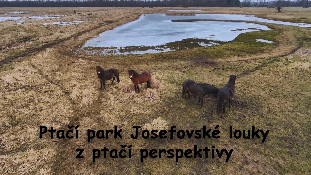 Ptačí park Josefovské louky z ptačí perspektivy