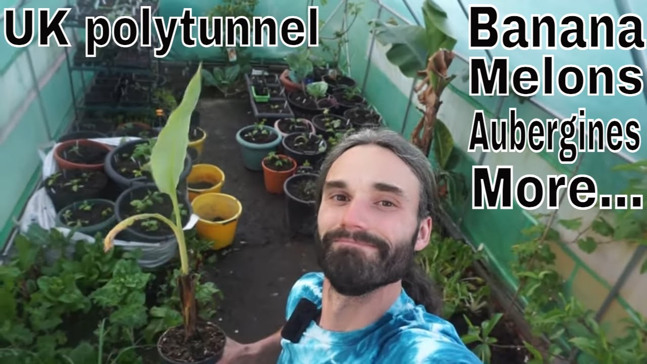 Growing exotic plants in UK polytunnel. May plantings.