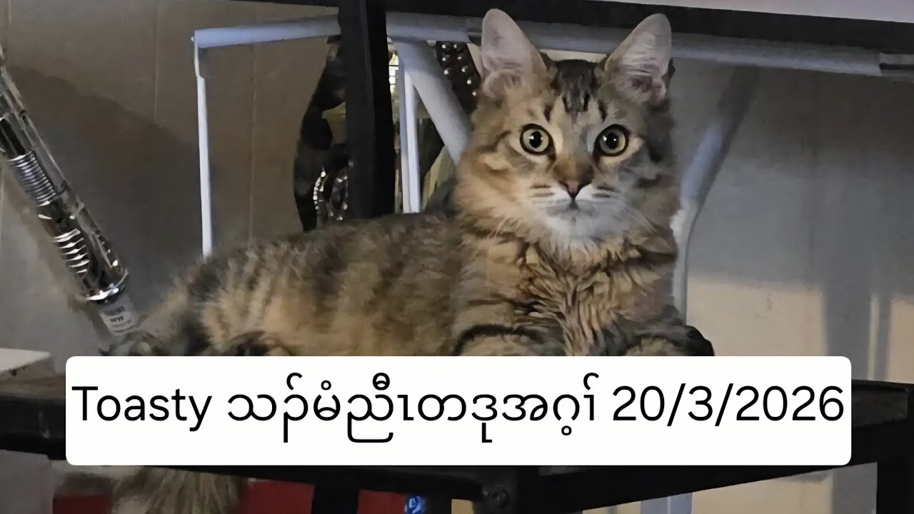 Toasty သၣ်မံညီၤတဒုအဂ့ၢ် 20/3/2026