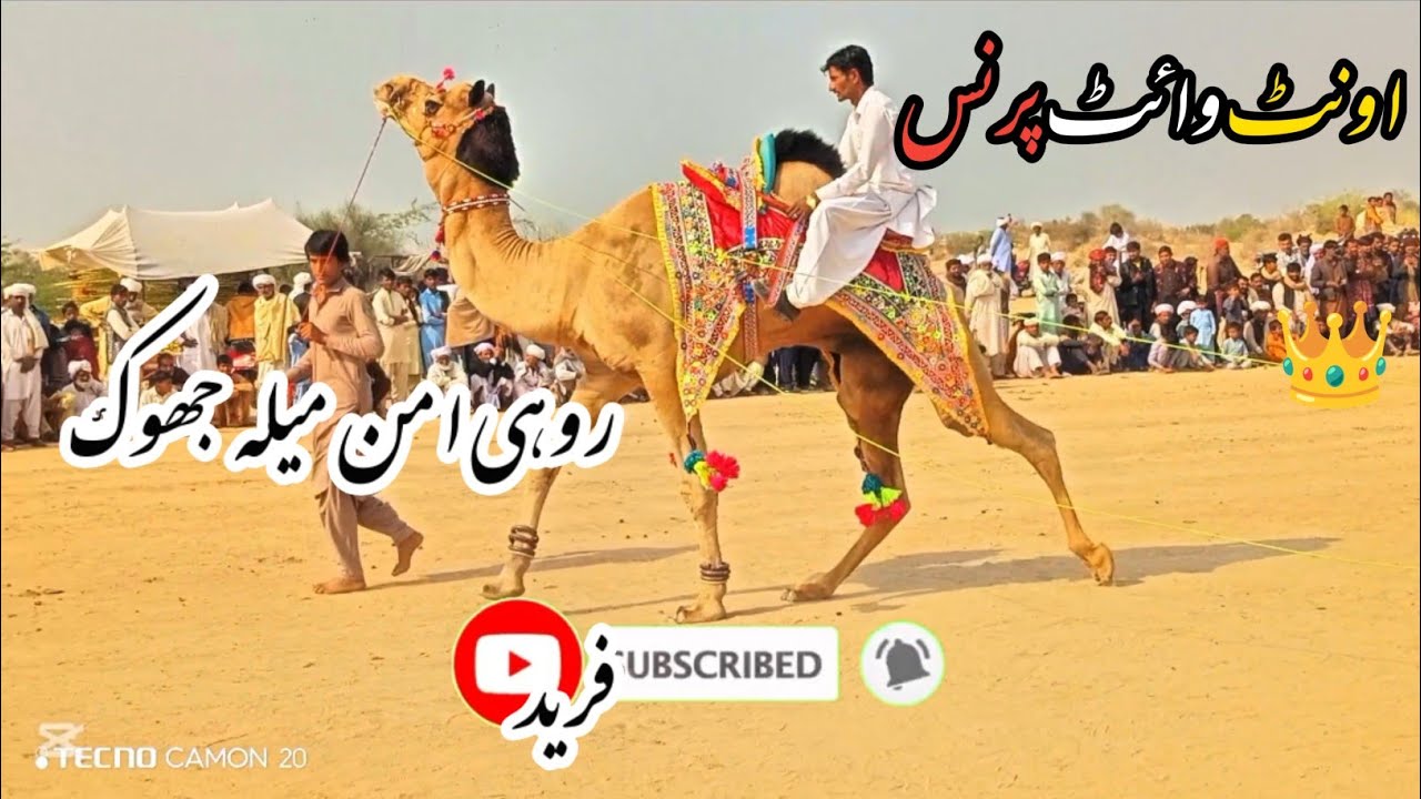Rhythm of the Night: Camels Steal the Show Under the Stars