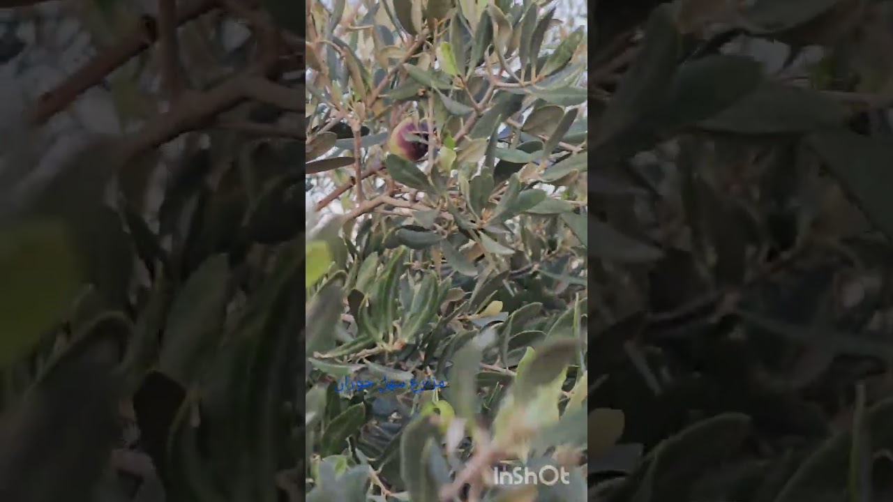 الزيتون في منطقة بارق بين الاردن وسوريا ارض مشتركه فرقتها الحدود نعيش نفس المعاناة في شح المياه 