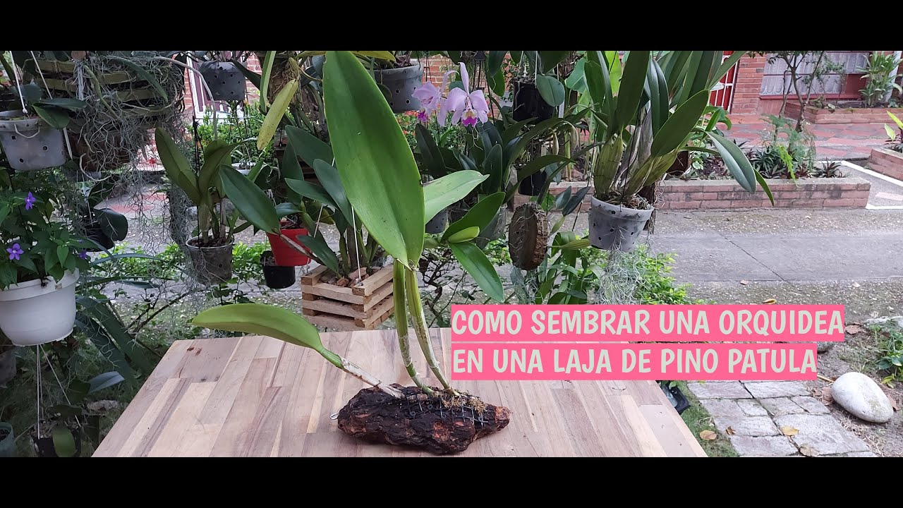 COMO SEMBRAR UNA ORQUIDEA EN UNA LAJA DE PINO PATULA