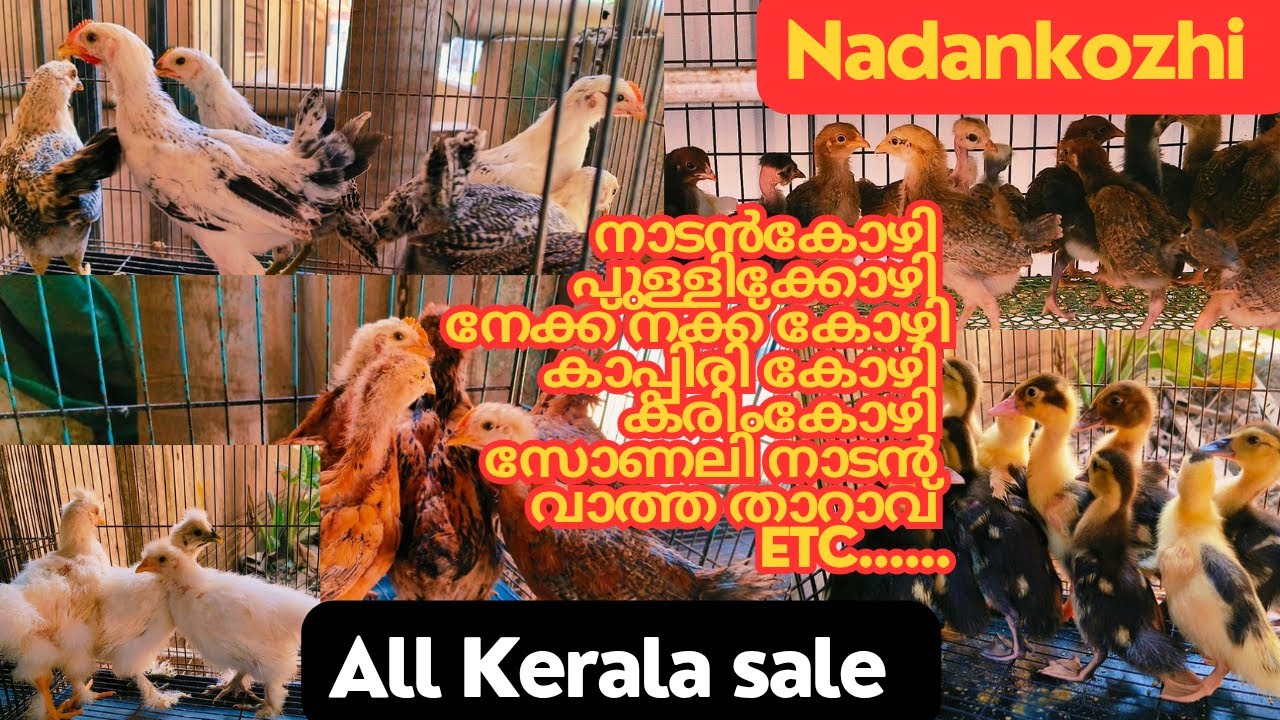 അടയിരിക്കുന്ന നാടൻ കോഴികളെ ആണോ നിങ്ങൾക്ക് ആവിശ്യം എന്നാൽ ഇതാ അത് ഇവിടെ കിട്ടും nadankozhi 🐣🐤