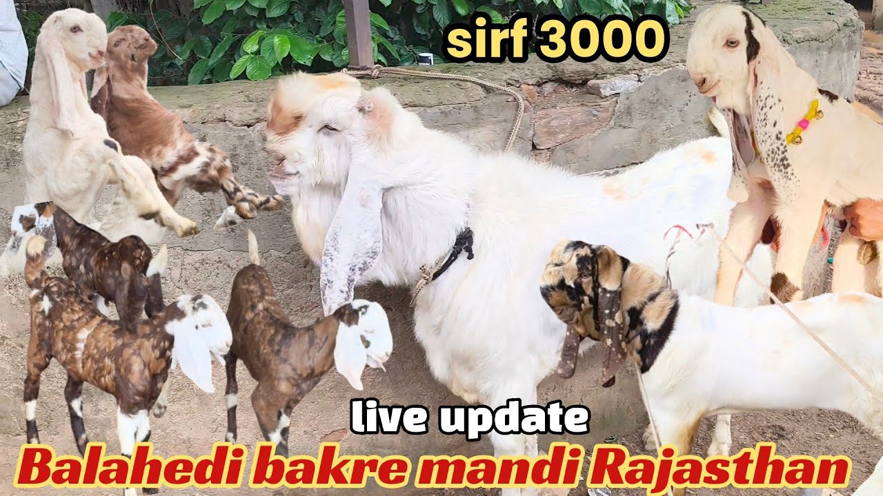 Balahedi Goat Market Live Update 7/27/2026 Rajasthan