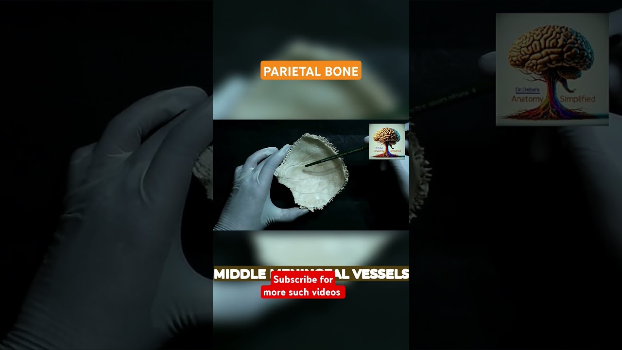 Parietal bone: internal surface markings #anatomyvideos #fmgeians #mbbs#bptanatomy #neuroscience