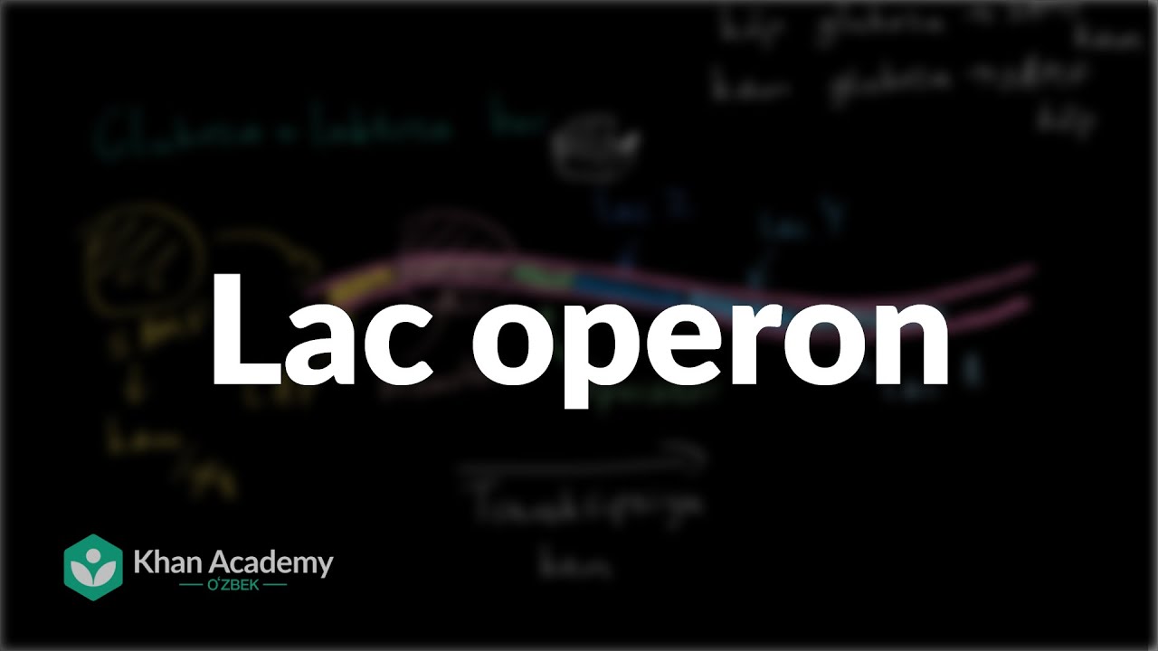 Lac operon | Gen boshqaruvi | Biologiya