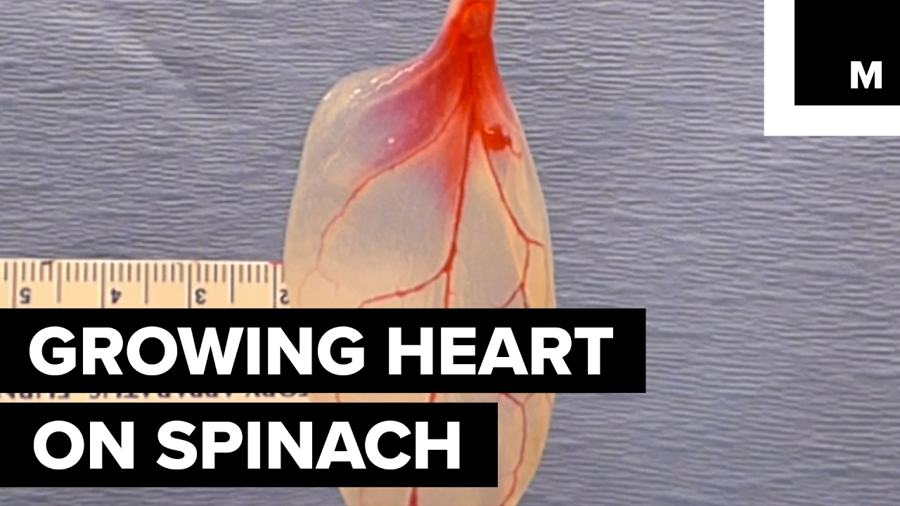 This spinach leaf is actually a human heart