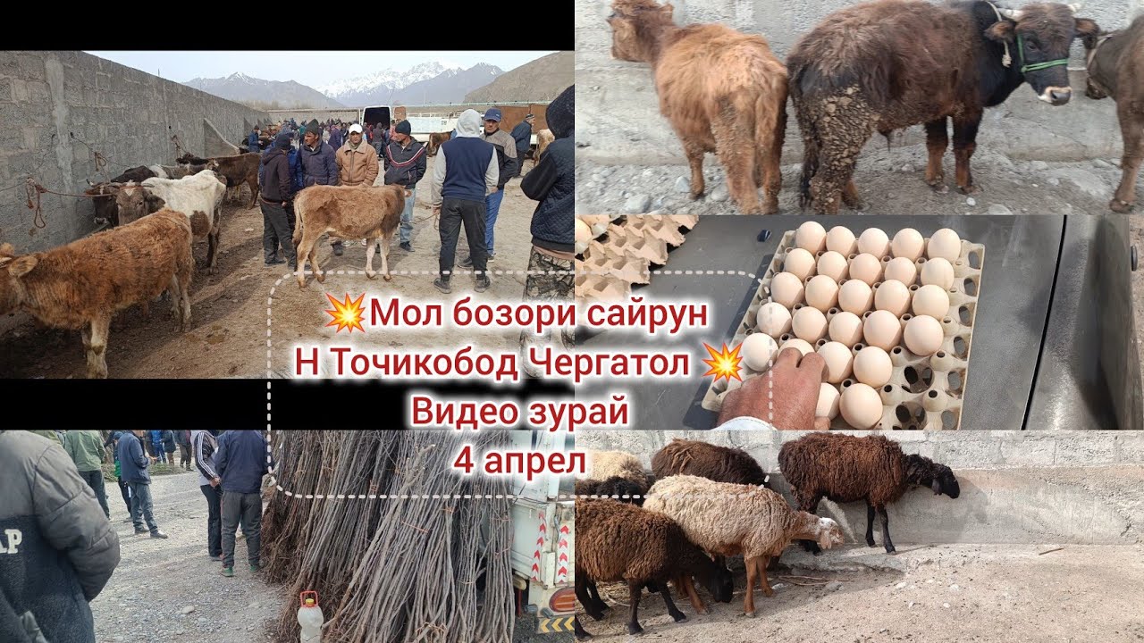 # 💥мол бозори  сайрун  Точикобод  *Чергатол 💥видео зурай 3.04.2025.🌳