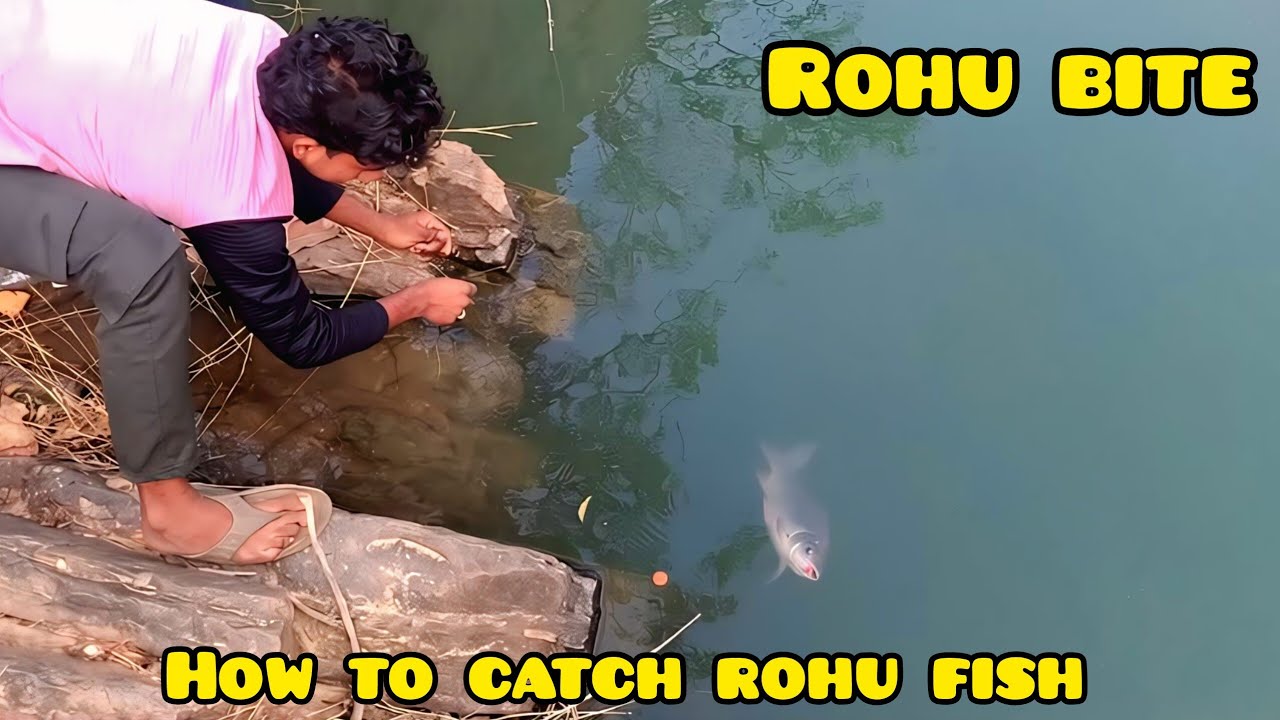 Rohu Fish Catching #fishing #vlog #viral #love #nature #trending #rohu #youtube #fishinglife #allah 